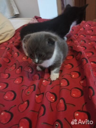 Кошка в дар бесплатно