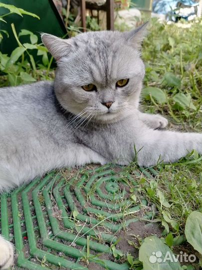 Шотландский кот