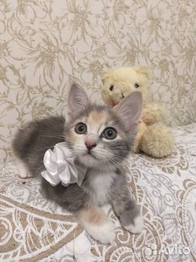 Котята в добрые руки бесплатно