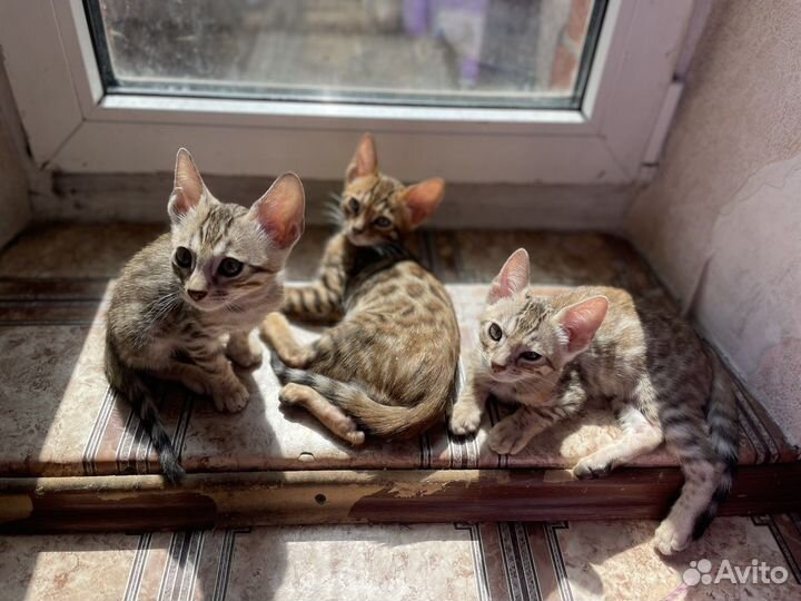 Бенгальская кошка