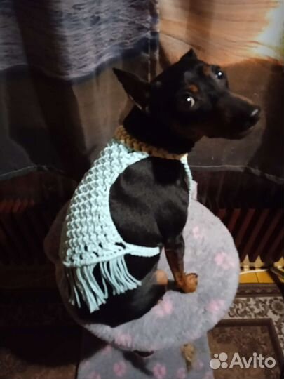 Шлейка жилетка для собаки