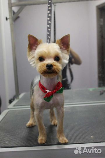 Стрижка собак и кошек. Груминг