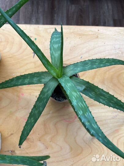 Цветы комнатные рэо традесканция алоэ вера