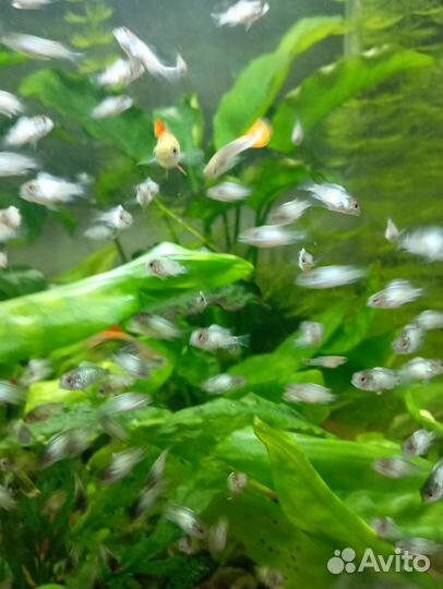 Малек голубой нанакары