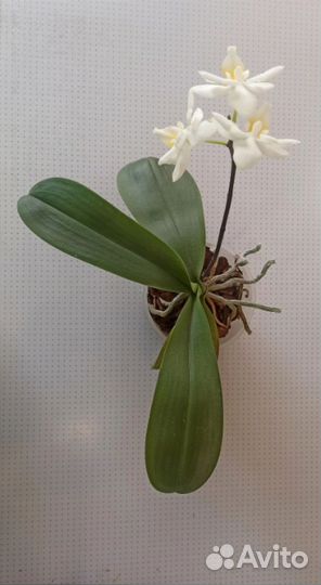 Phal. Liu's Pale Micholitz 'ES'