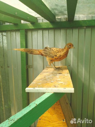 Лимонные фазаны