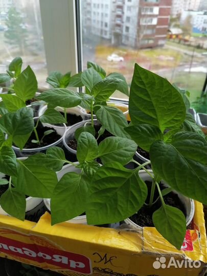 Рассада перца