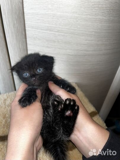Котята вислоухие