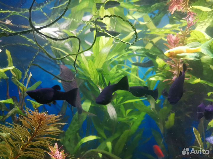 Молинезии черные