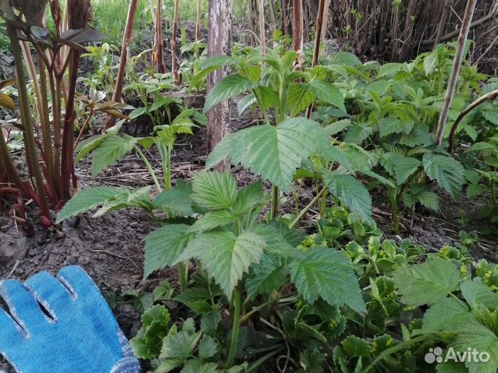 Малина саженцы