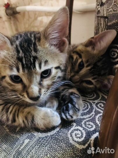 Котята Бенгалы