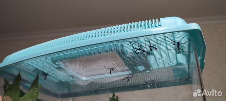 Австралийский палочник - палочник Маклея