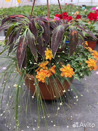 Кашпо с ампельными растениями