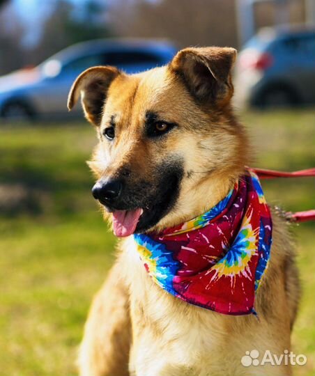 Умная добрая Собака ищет дом