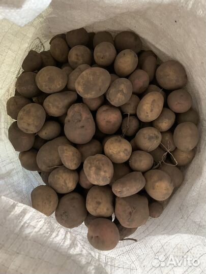 Картофель мелкий