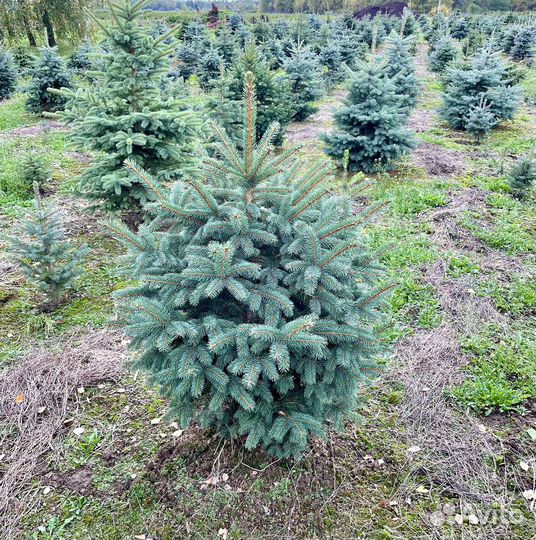 Ель голубая