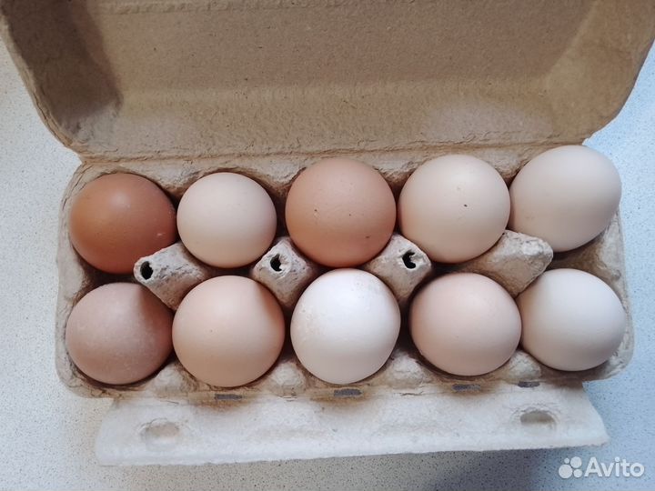 Домашние куриные яйца