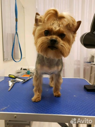 Стрижка собак Чистка зубов ультрозвуком