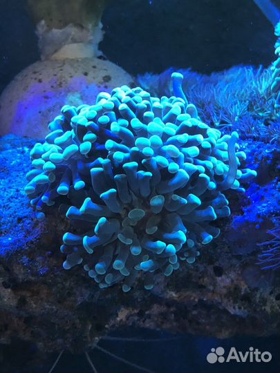 Эуфилия, морские кораллы