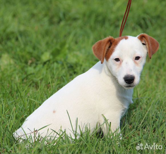 Щенки мини Джек Рассел терьера РКФ