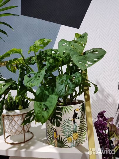 Монстера Адонсона (манки маск)