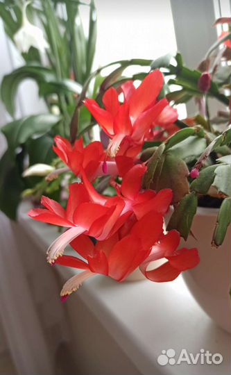 Декабрист зигокактус Шлюмбергера