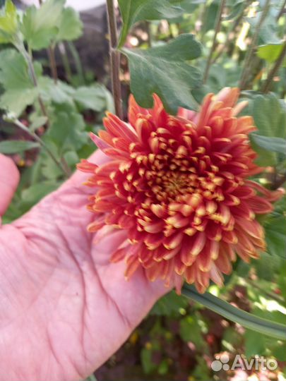 Черенки хризантемы