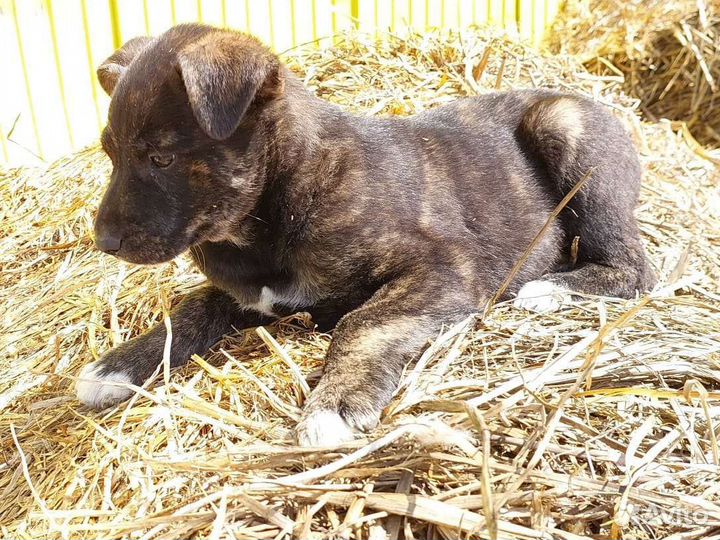 Щенки мальчики и девочка