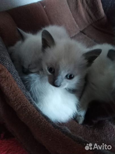 Сиамские котята