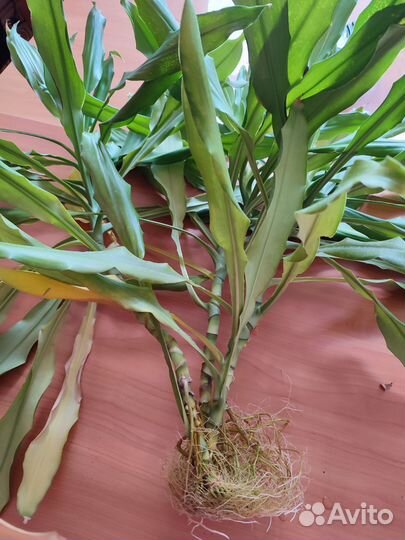 Комнатные цветы юкка