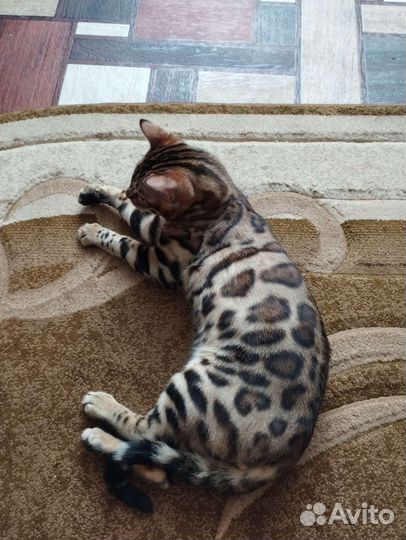 Кот бенгал, вязка