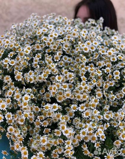 Доставка цветов. Ромашки