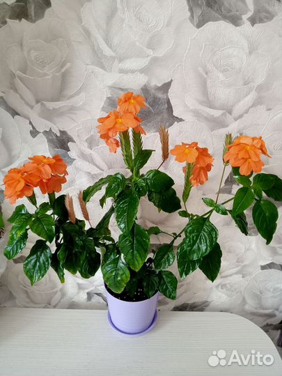 Разные растения