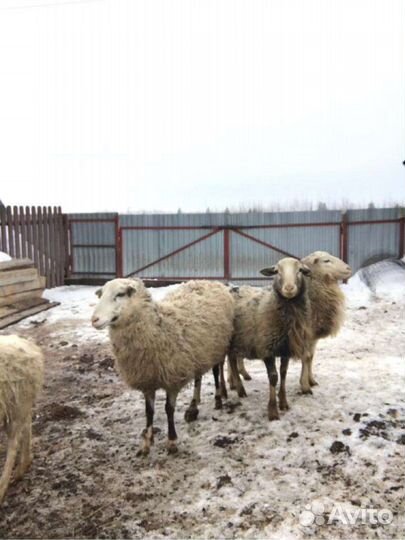 Продаются бараны