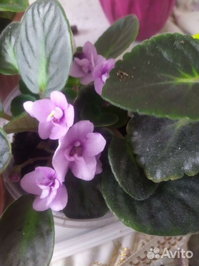 Сортовая фиалка (5 сортов)