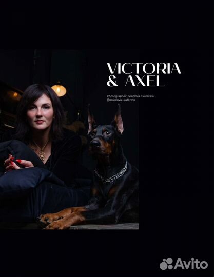 Доберман для фотосессии