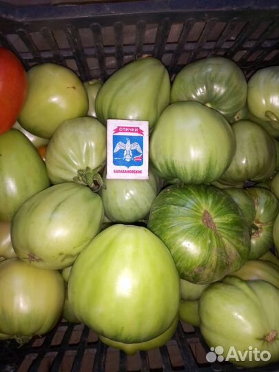 Помидоры домашние