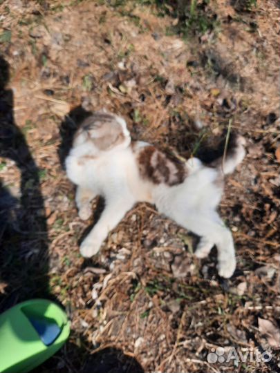 Шотландская вислоухая кошка