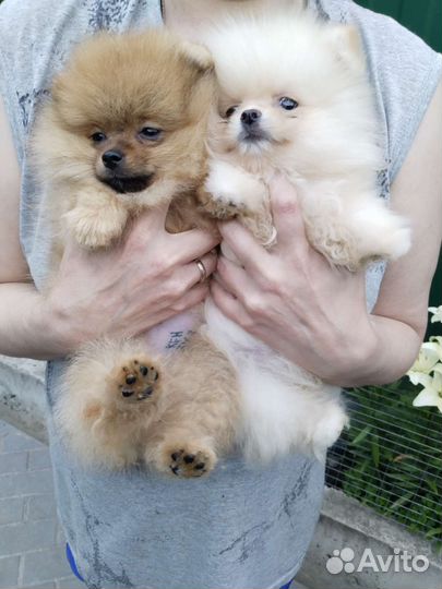 Щенки шпица РКФ