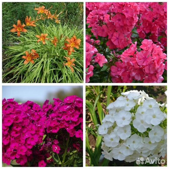 Лилейник и Флокс метельчатый 3 цвета