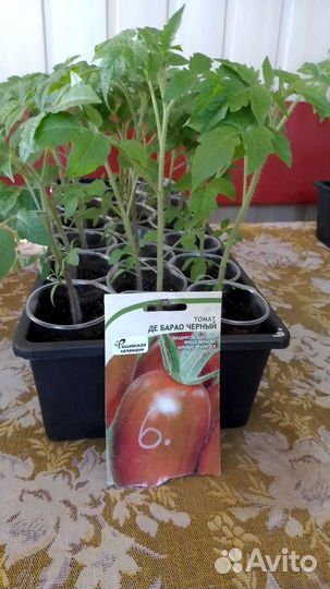 Рассада томатов