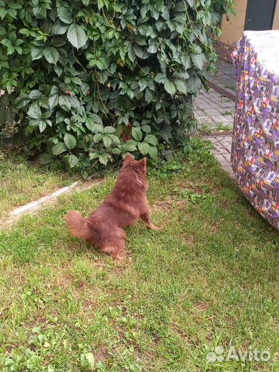 Шоколадная девочка Помски