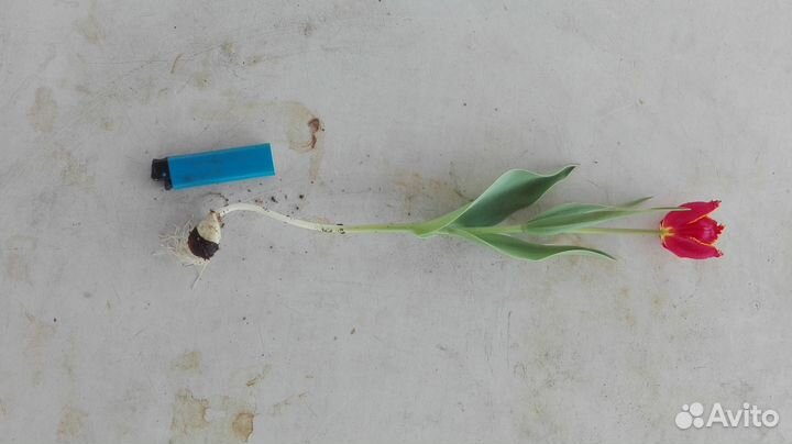 Луковицы тюльпанов