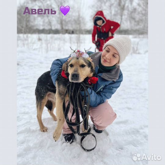 Собака в добрые руки