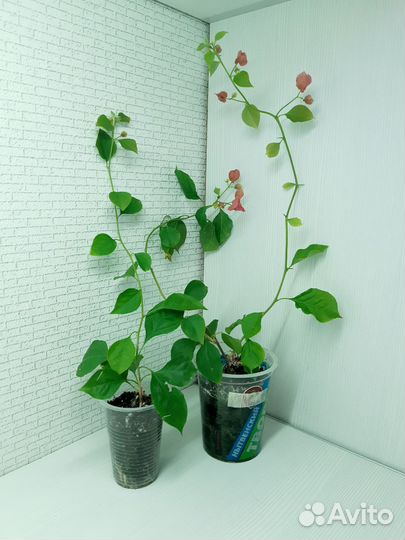 Бугенвиллия