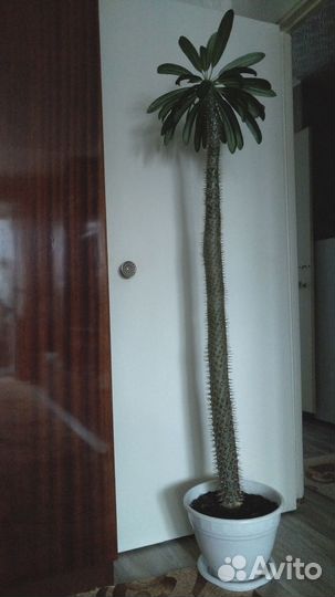 Пахиподиум Ламера