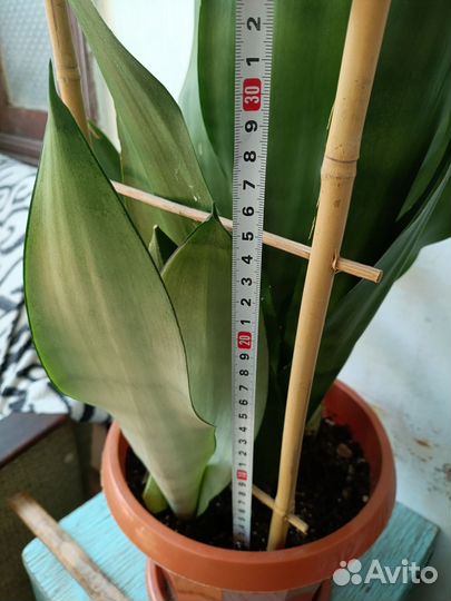 Сансевиерия муншайн детки