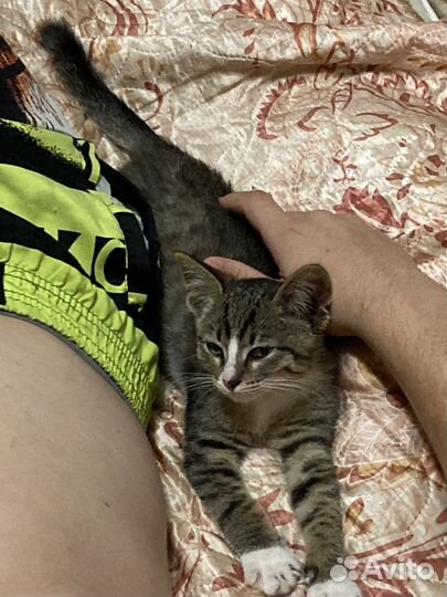 Отдам котенка