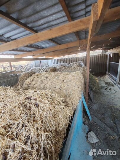 Солома гороховая