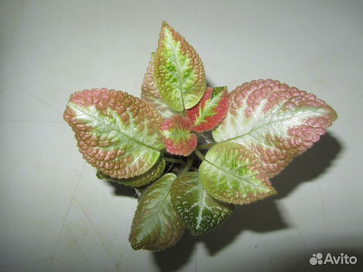 Акварельная эписция Pink Brocade